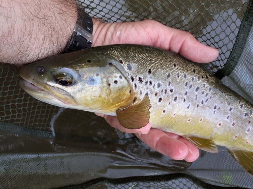 Arrow trout - JA from Leominster